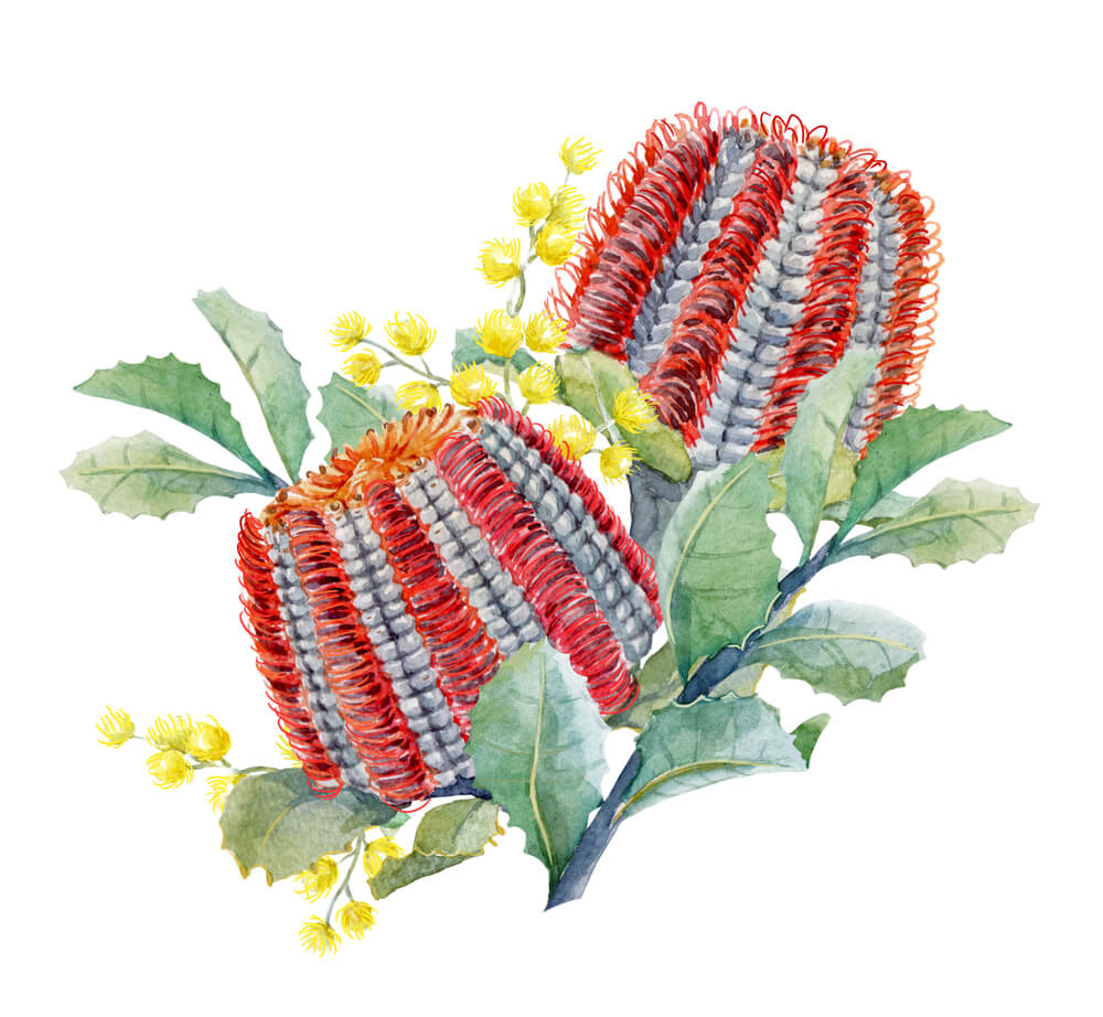 How To Get Started In Australian Botanical Art Discount Art N Craft